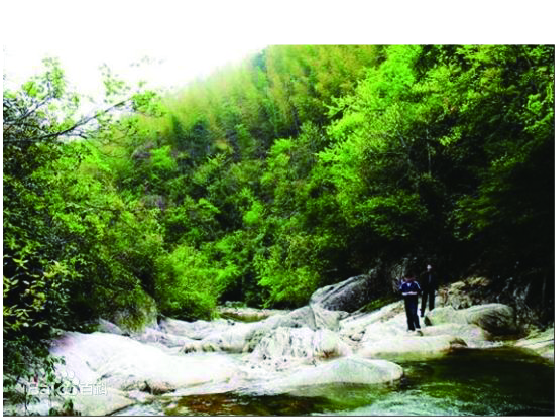 《株洲市梨树洲森林度假小镇概念性规划》